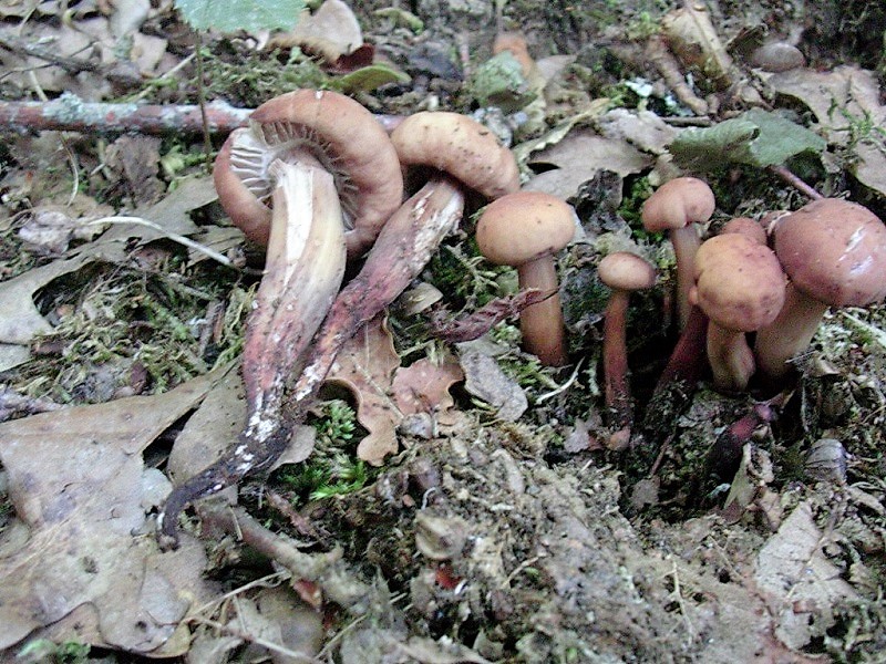 409 Agosto vecchio ritrovamento